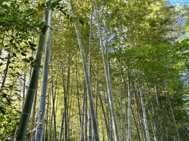 ちるらん新撰組鎮魂歌・京都決戦篇のロケ地はどこ?竹林&寺社9選